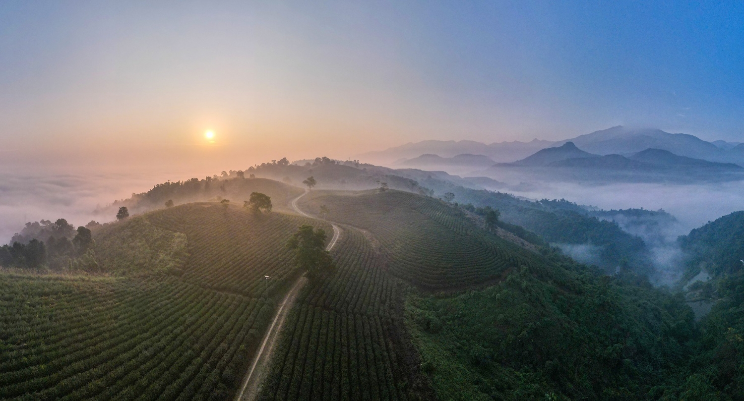 Ngắm bình minh tuyệt đẹp trên đồi chè giữa lòng thành phố Lào Cai Ngắm bình minh tuyệt đẹp trên đồi chè giữa lòng thành phố Lào Cai