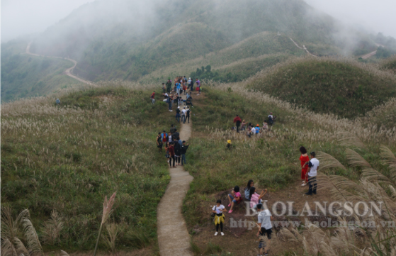 “Thiên đường cỏ lau” Đình Lập: Tiềm năng chưa được đánh thức “Thiên đường cỏ lau” Đình Lập: Tiềm năng chưa được đánh thức
