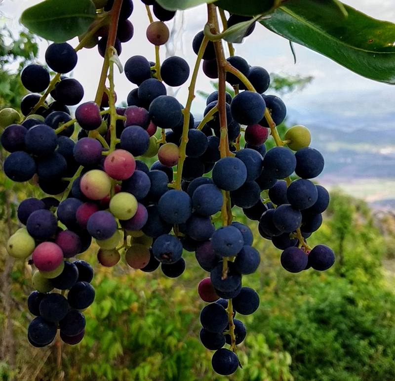 Những trải nghiệm thú vị chinh phục đỉnh núi Chư Nâm