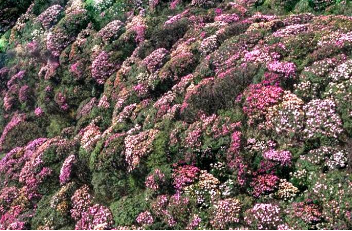 Chinh phục đỉnh Pu Ta Leng hùng vĩ