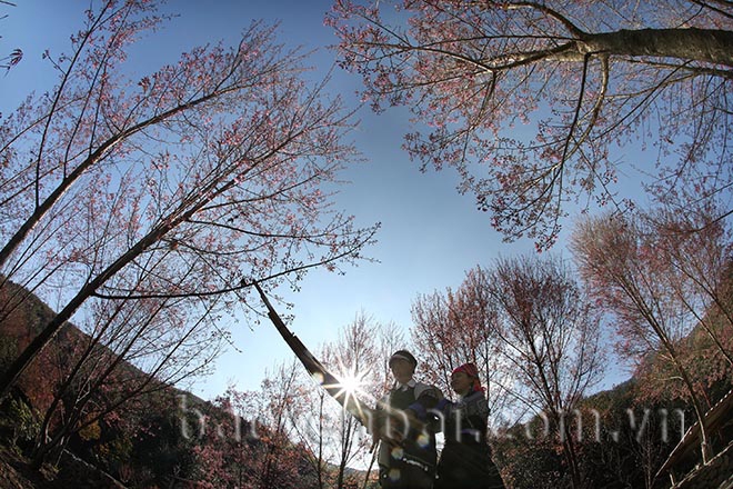 Mù Cang Chải: Tớ Dày nhuộm thắm non cao Mù Cang Chải: Tớ Dày nhuộm thắm non cao