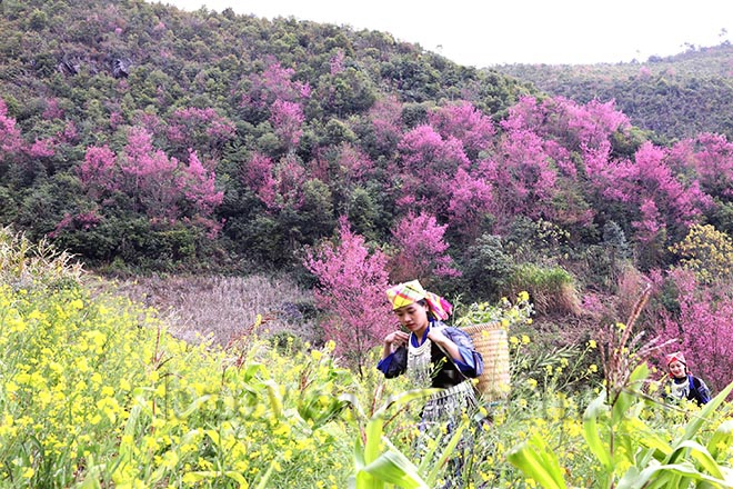 Mù Cang Chải: Tớ Dày nhuộm thắm non cao Mù Cang Chải: Tớ Dày nhuộm thắm non cao