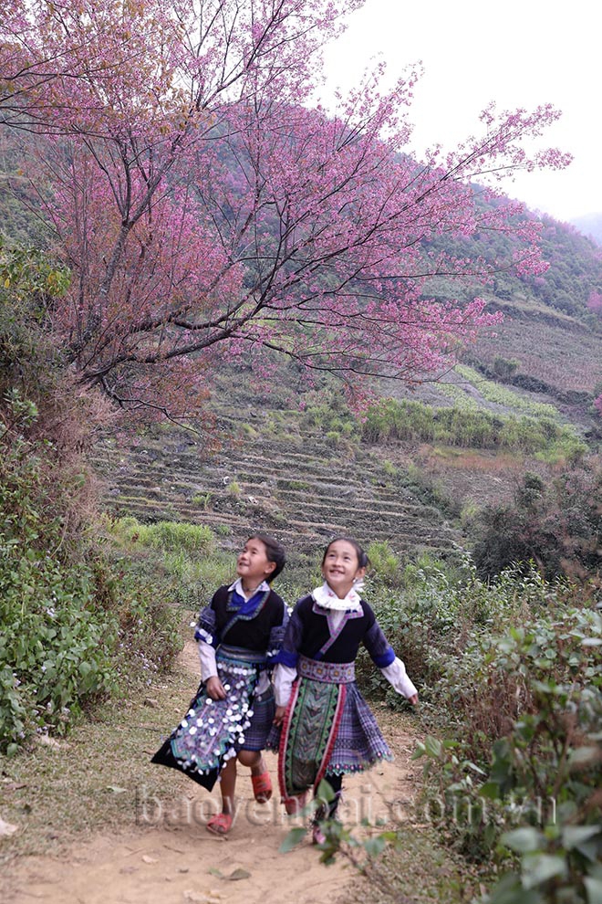 Mù Cang Chải: Tớ Dày nhuộm thắm non cao Mù Cang Chải: Tớ Dày nhuộm thắm non cao