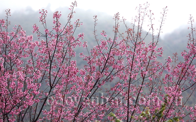 Mù Cang Chải: Tớ Dày nhuộm thắm non cao