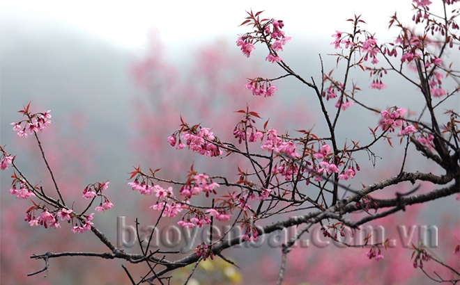 Mù Cang Chải: Tớ Dày nhuộm thắm non cao