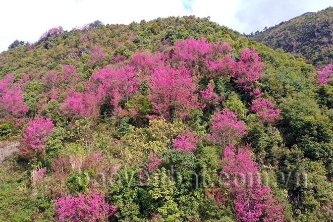 Mù Cang Chải: Tớ Dày nhuộm thắm non cao