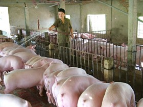 Ngành chăn nuôi "bán mình" đi làm thuê cho người nước ngoài