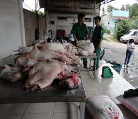Phát hiện nhiều lô "thịt bẩn" nhiễm tai xanh, dịch tả...