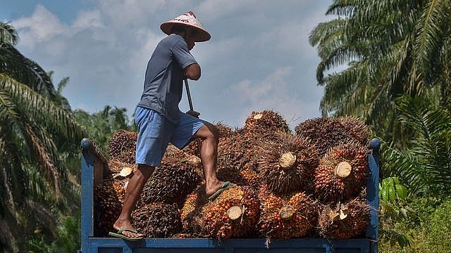 WTO giải quyết tranh chấp giữa Malaysia và EU về dầu cọ