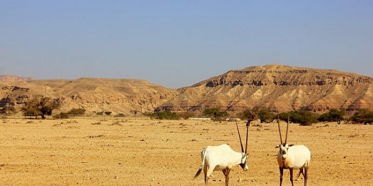 Khu bảo tồn thiên nhiên lớn nhất ở châu Phi bị đe dọa bởi công ty khai thác dầu Trung Quốc khu bao ton thien nhien lon nhat o chau phi bi de doa boi cong ty khai thac dau trung quoc
