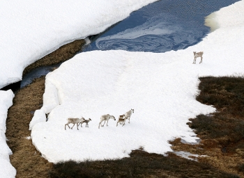 Mỹ mở đường cho hoạt động khoan dầu khí trong khu bảo tồn thiên nhiên Alaska