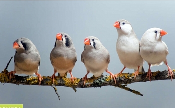 Các loài chim nhỏ đi vì khí hậu nóng lên