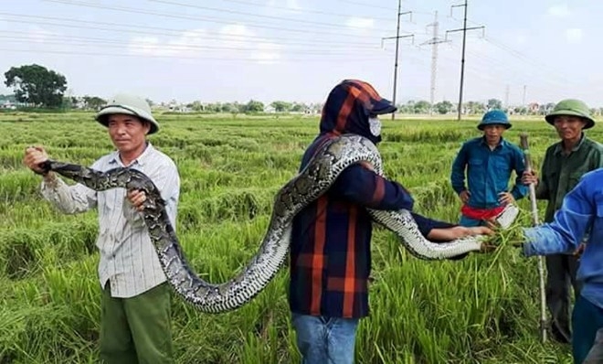 Bắt được con trăn "khủng" trong ruộng lúa, rao bán giá bèo