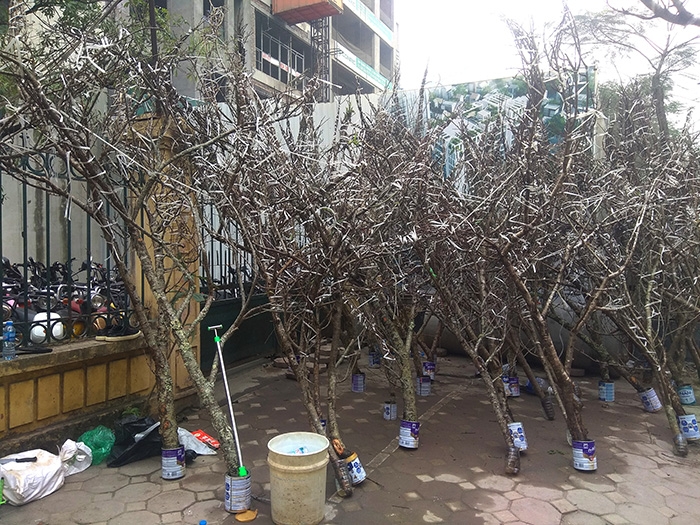 dao rung van nuom nuop ve pho