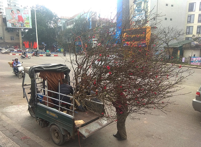dao rung van nuom nuop ve pho