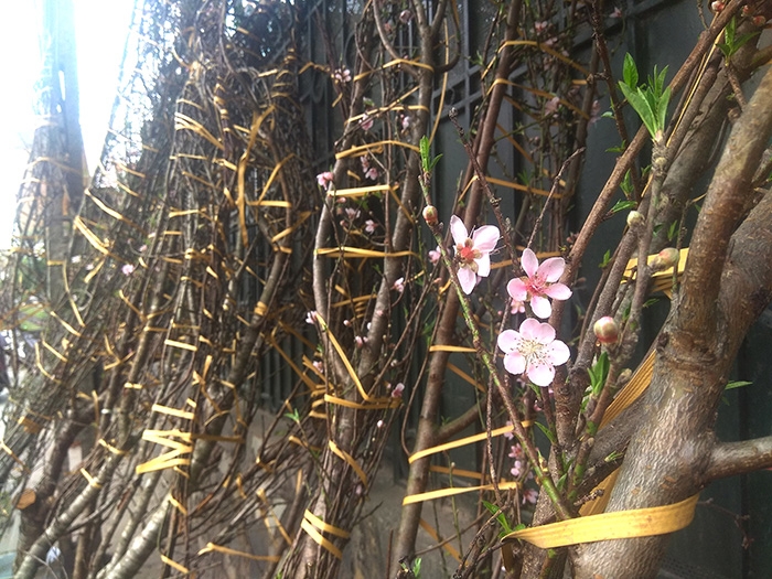 dao rung van nuom nuop ve pho