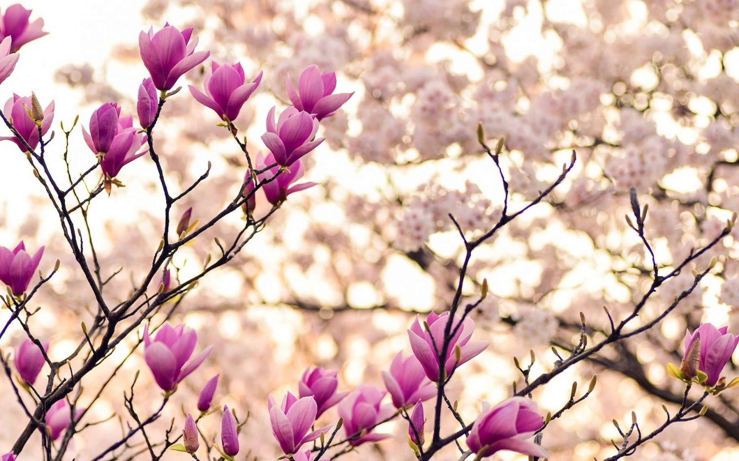 Tử vi ngày 3/4/2021: Tuổi Dần đền đáp xứng đáng, tuổi Thìn quý nhân dẫn đường