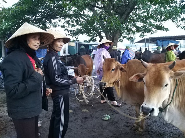 nhon nhip phien cho trau bo lon nhat mien bac
