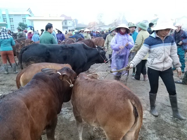 nhon nhip phien cho trau bo lon nhat mien bac
