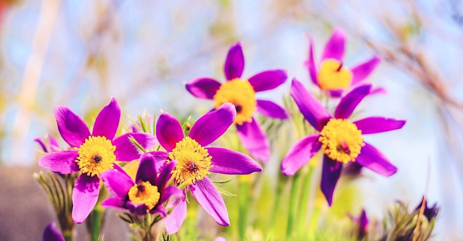 Tử vi ngày 3/4/2021: Tuổi Dần đền đáp xứng đáng, tuổi Thìn quý nhân dẫn đường