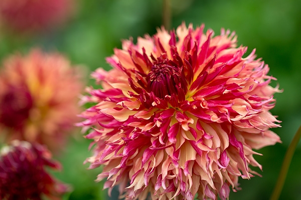 Tử vi tháng 4/2021 của 12 con giáp: Tuổi Sửu vượng vận quý nhân Tử vi tháng 4/2021 của 12 con giáp: Tuổi Sửu vượng vận quý nhân