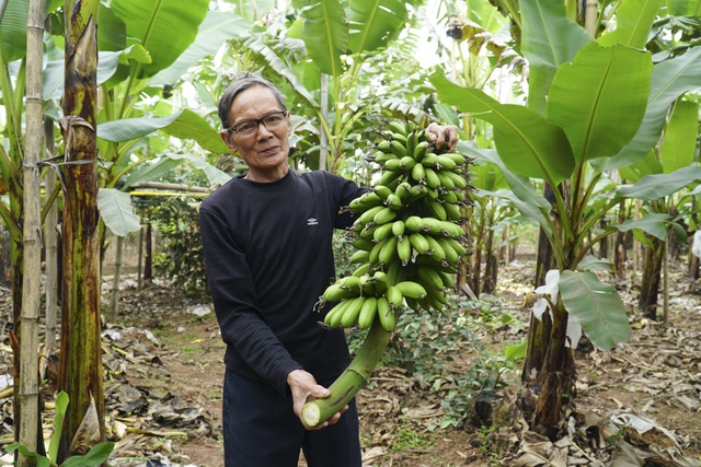 ve vung chiem trung an dac san chuoi tien vua