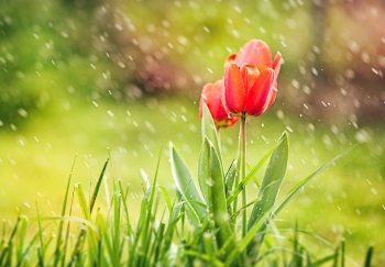 Tử vi ngày 15/6/2021: Tuổi Tý khó bề yên ổn, tuổi Thìn cơ hội tiền bạc