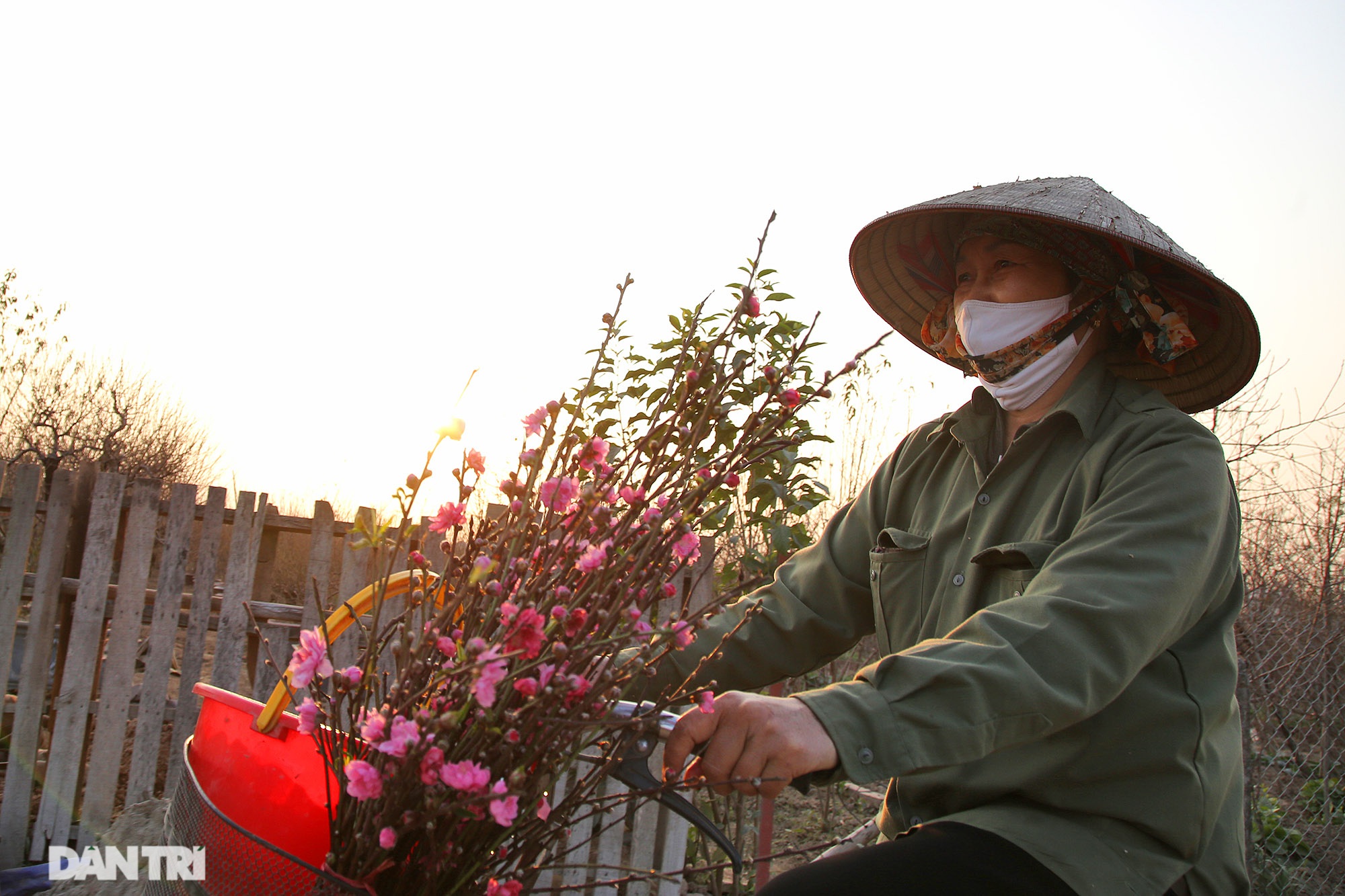 Đào Nhật Tân bắt đầu nở rộ chờ đón năm mới Tân Sửu - 6