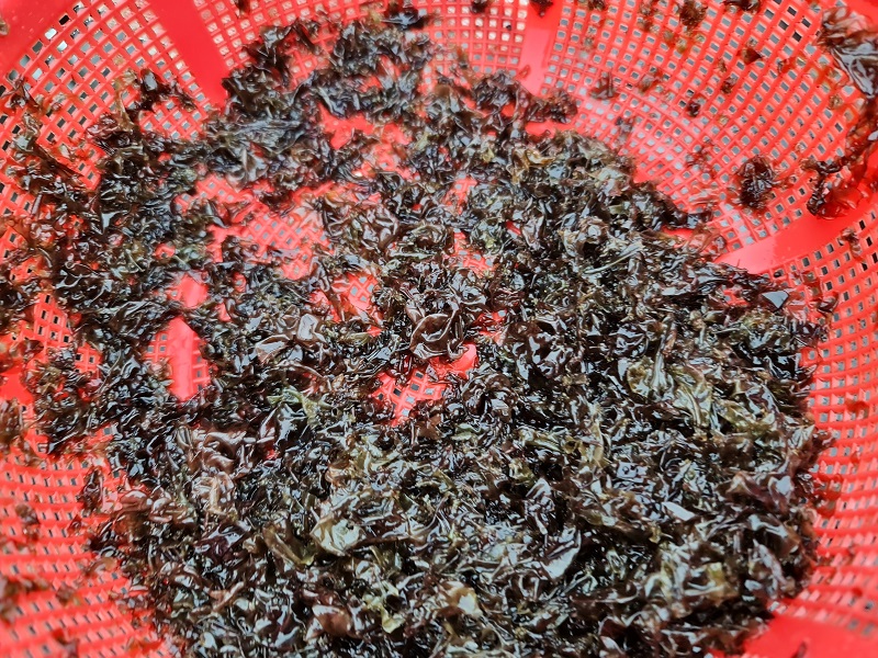 Nghề canh sóng