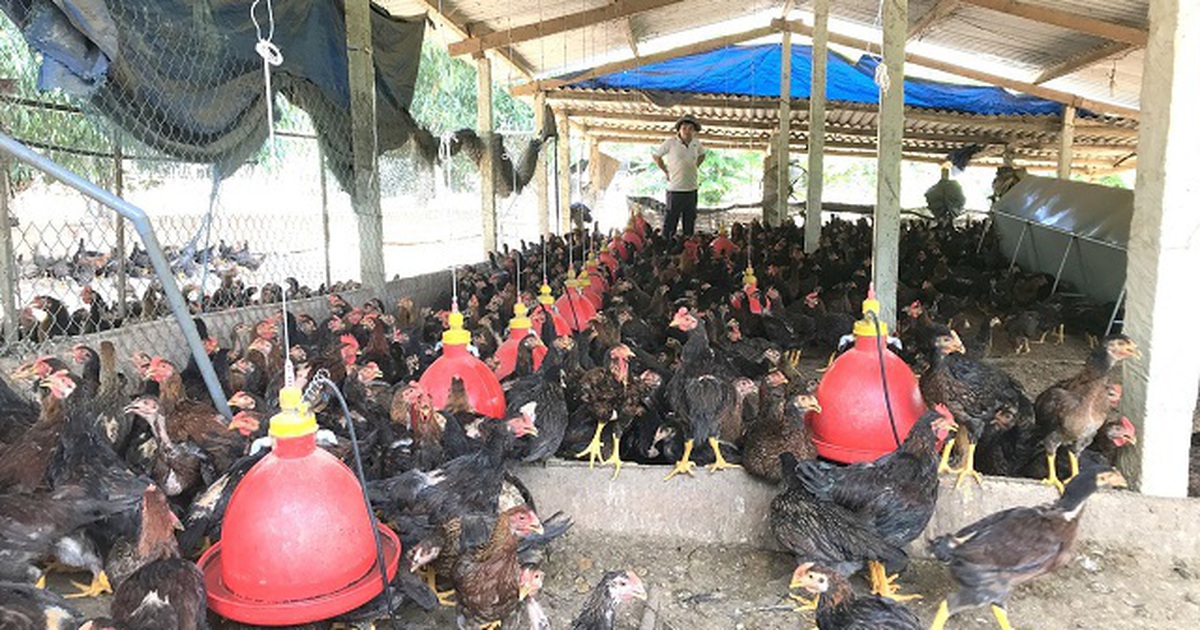 Người chăn nuôi "khóc ròng" vì tiền thức ăn tăng cao, giá bán gà "chạm đáy"