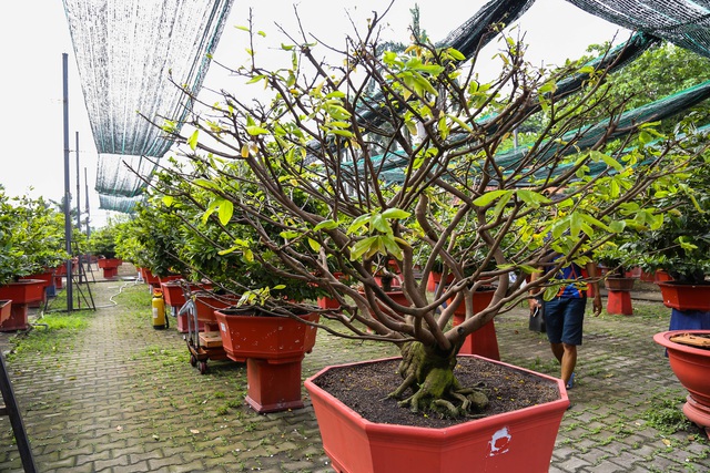Gian nan nghề cho thuê mai chơi Tết trong dịch Covid-19 - 2
