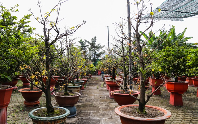 Gian nan nghề cho thuê mai chơi Tết trong dịch Covid-19 - 3