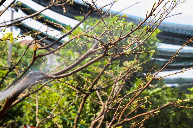 Gian nan nghề cho thuê mai chơi Tết trong dịch Covid-19 - 6