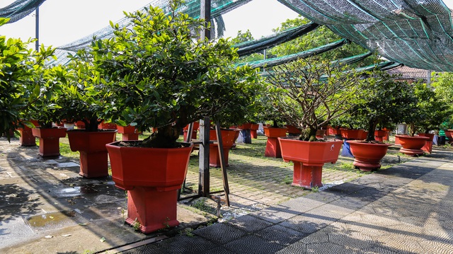 Gian nan nghề cho thuê mai chơi Tết trong dịch Covid-19 - 8