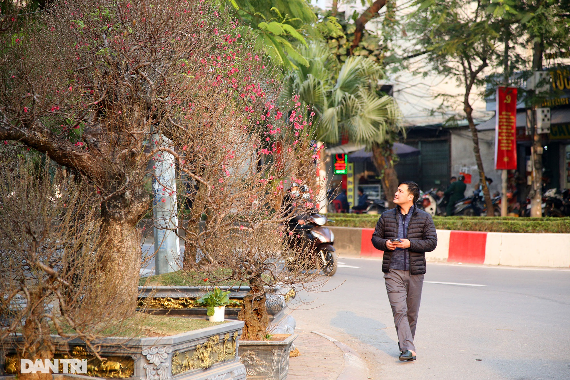 Đào sớm mang không khí Tết về trên đường phố - 11