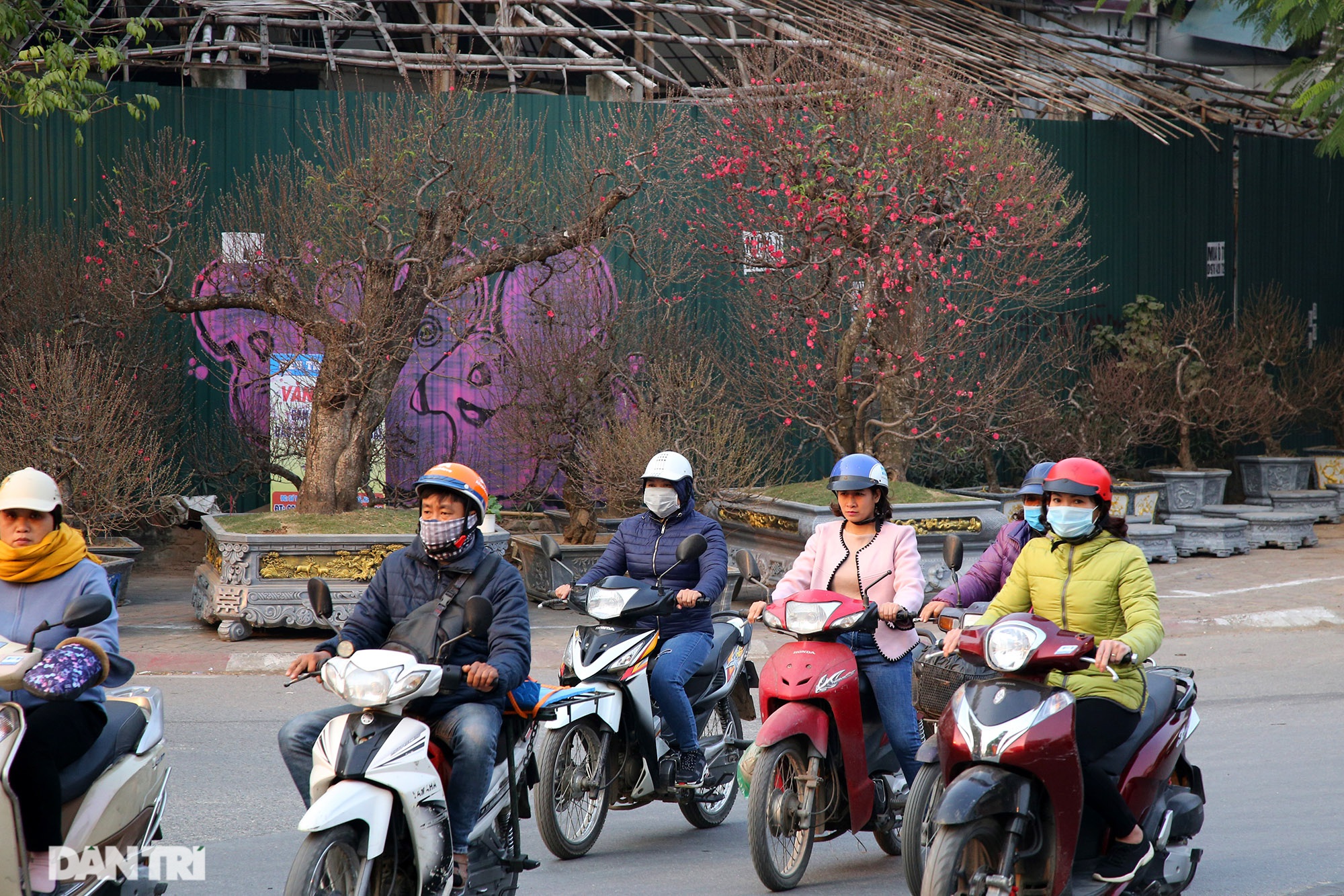Đào sớm mang không khí Tết về trên đường phố - 10