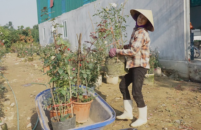 Lao động thời vụ căng sức làm việc, kiếm 300 nghìn/ngày ở các vựa hoa Tết - 3