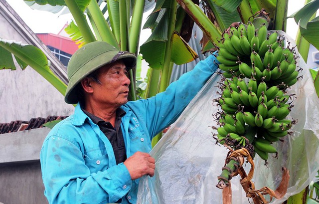 Chuối tiến vua mất mùa, người dân lo mất Tết - 1