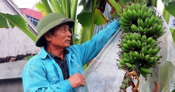 Chuối tiến vua mất mùa, người dân lo mất Tết
