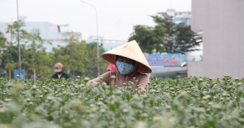 Nỗi niềm người trồng hoa Tết