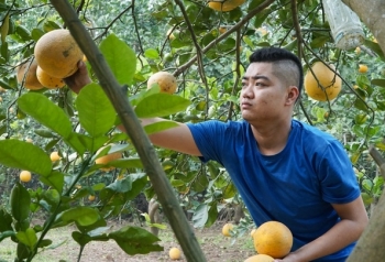 Thủ phủ bưởi Diễn tất bật thu hoạch dịp Tết Nguyên đán