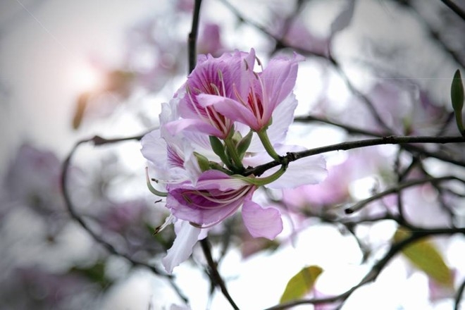 Những điểm đến ngắm hoa nở tuyệt đẹp trong tháng 3 Những điểm đến ngắm hoa nở tuyệt đẹp trong tháng 3