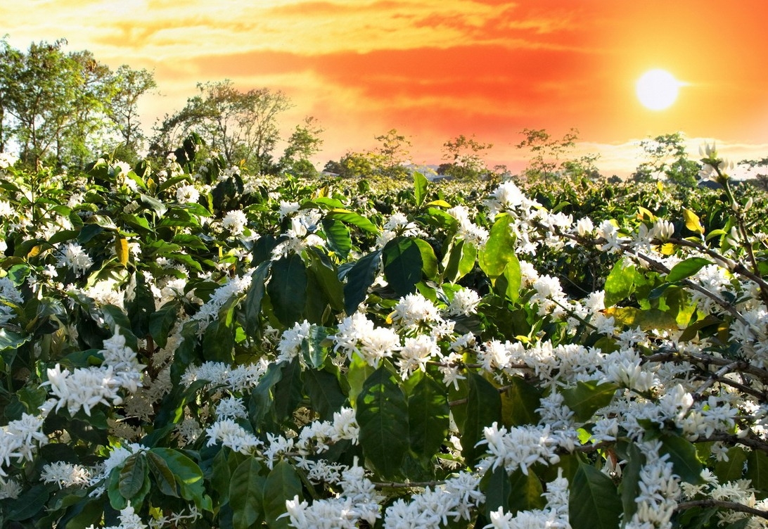 Những điểm đến ngắm hoa nở tuyệt đẹp trong tháng 3 Những điểm đến ngắm hoa nở tuyệt đẹp trong tháng 3