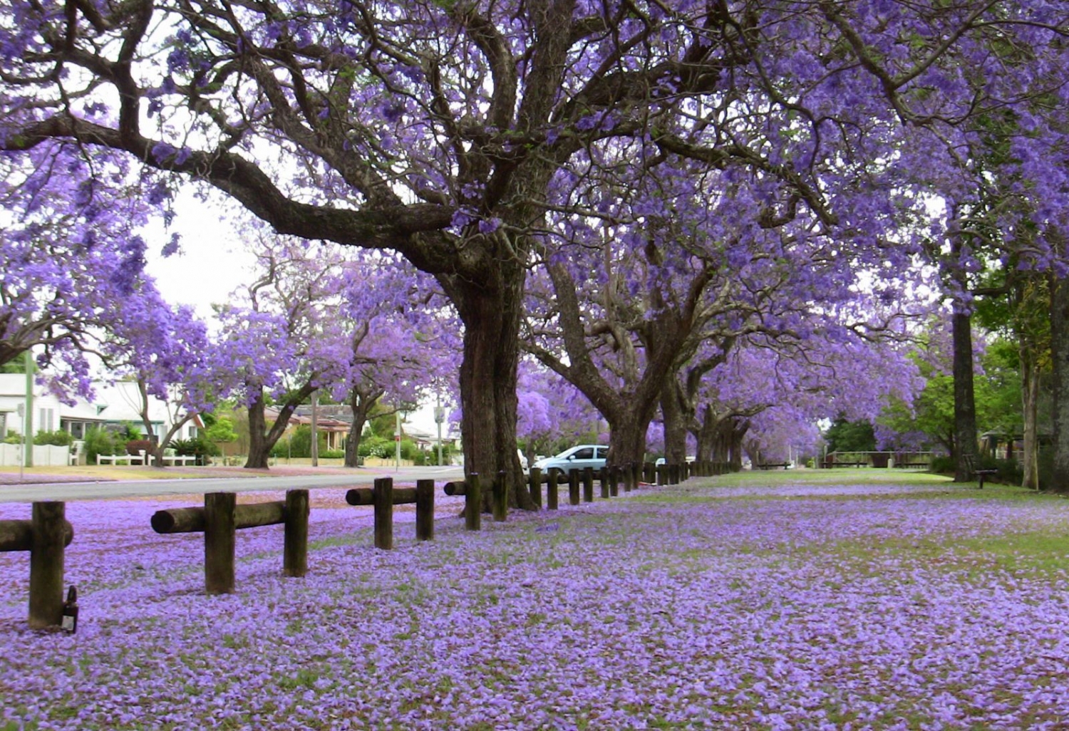 Những điểm đến ngắm hoa nở tuyệt đẹp trong tháng 3 Những điểm đến ngắm hoa nở tuyệt đẹp trong tháng 3