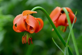 Tử vi tuần mới 3/2 - 9/2: Tuổi Dần vận rủi chưa buông, tuổi Dậu ung dung tự tại