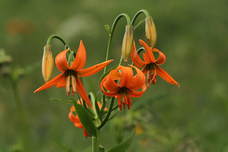Tử vi tuần mới 3/2 - 9/2: Tuổi Dần vận rủi chưa buông, tuổi Dậu ung dung tự tại tu vi tuan moi 32 92 tuoi dan van rui chua buong tuoi dau ung dung tu tai