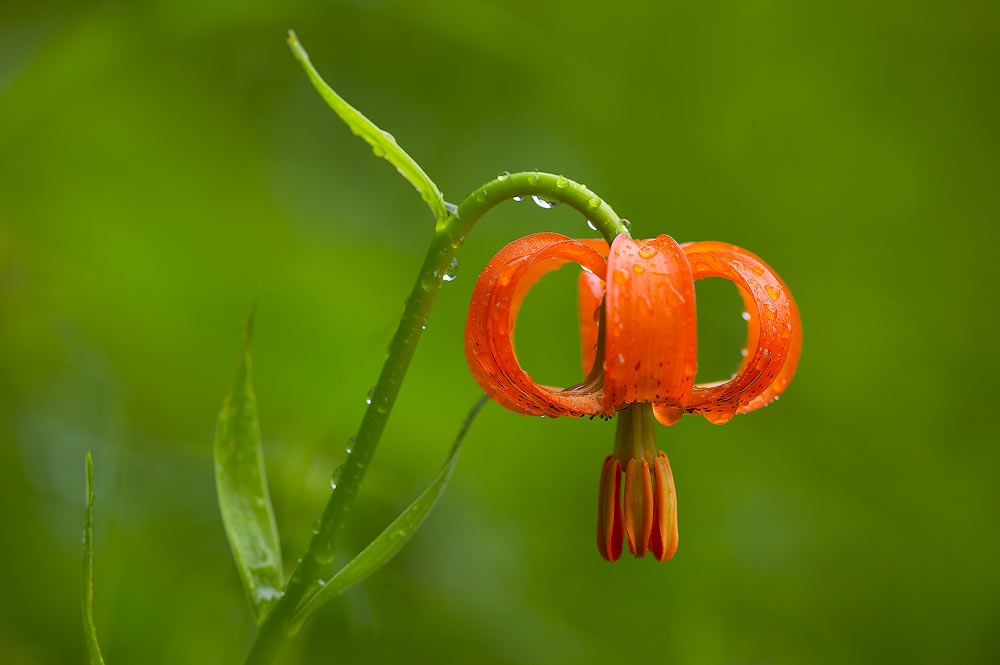 Tử vi ngày 13/11/2022: Tuổi Dần đón nhận may mắn, tuổi Mão gặp nhiều trắc trở