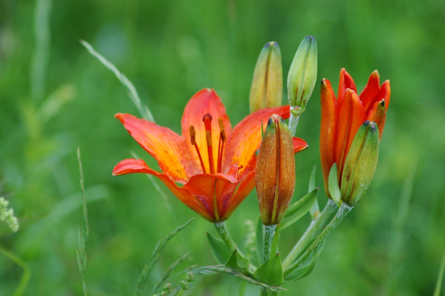 Tử vi tuần mới 3/2 - 9/2: Tuổi Dần vận rủi chưa buông, tuổi Dậu ung dung tự tại tu vi tuan moi 32 92 tuoi dan van rui chua buong tuoi dau ung dung tu tai