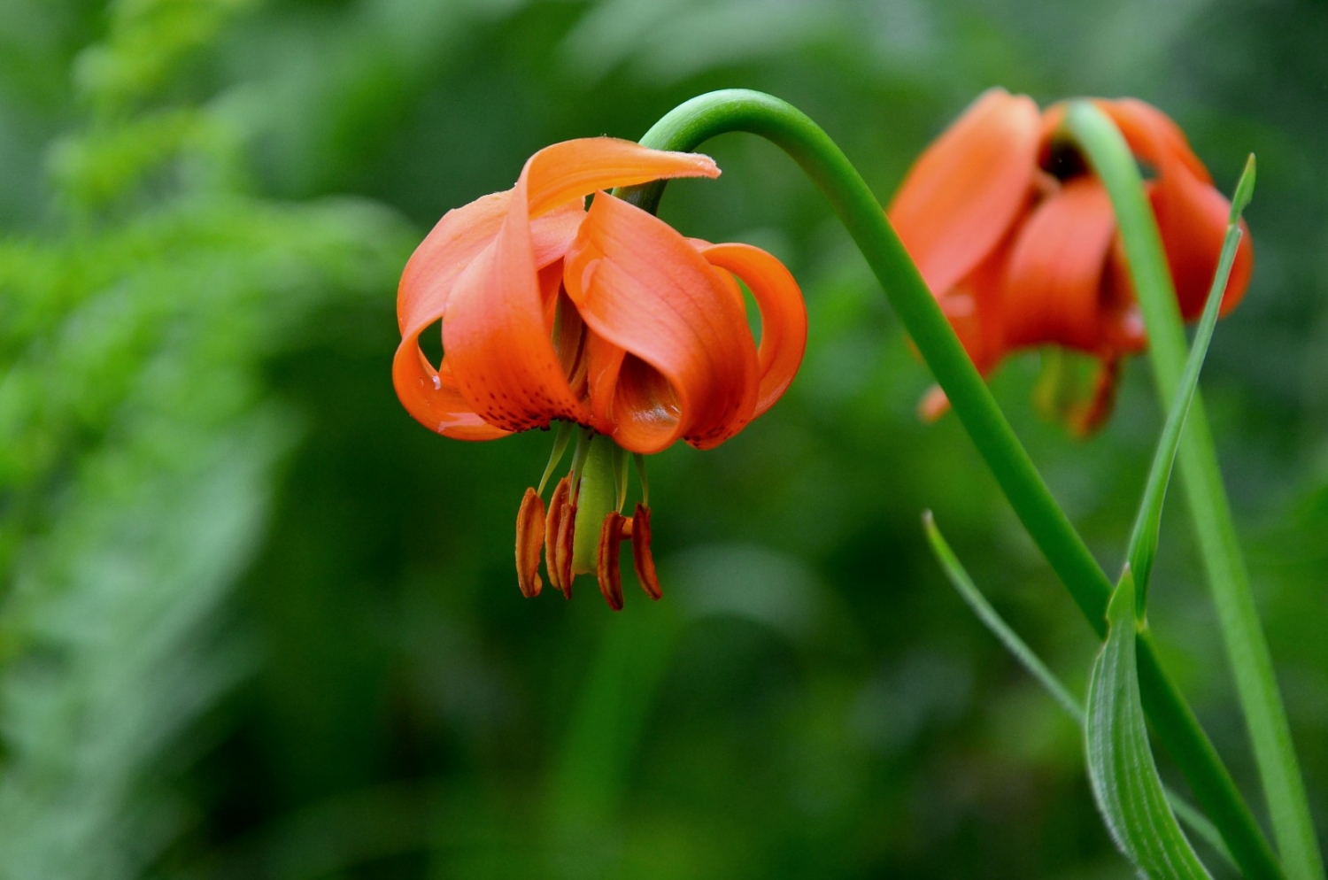 Tử vi tuần mới 3/2 - 9/2: Tuổi Dần vận rủi chưa buông, tuổi Dậu ung dung tự tại tu vi tuan moi 32 92 tuoi dan van rui chua buong tuoi dau ung dung tu tai