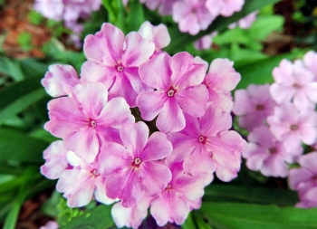 Tử vi ngày 2/2/2020: Tuổi Thân tài lộc ắt đến, tuổi Hợi đền đáp xứng đáng